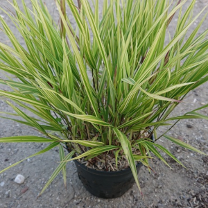 pépinière-vinça-vente-plante-arbres-jardin-fruitiers-fleurs-saison-occitanie