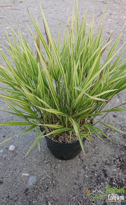 pépinière-vinça-vente-plante-arbres-jardin-fruitiers-fleurs-saison-occitanie