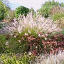 pépinière-vinça-vente-plante-arbres-jardin-fruitiers-fleurs-saison-occitanie