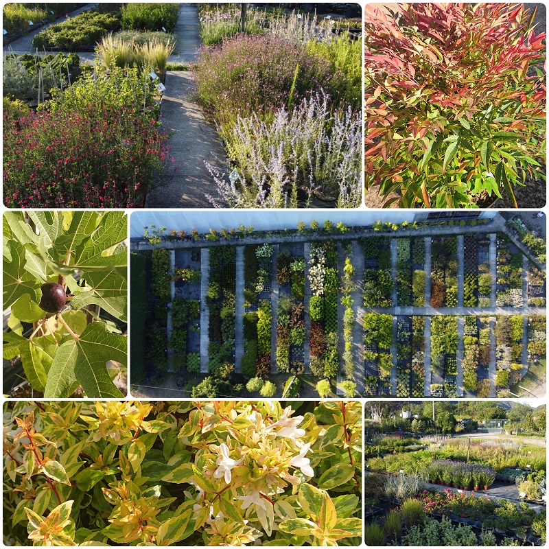 Vente-plantes-arbres-fruitiers-jardin-pépinière-conflent-Vinça-fleurs-saison-aménagement-Occitanie