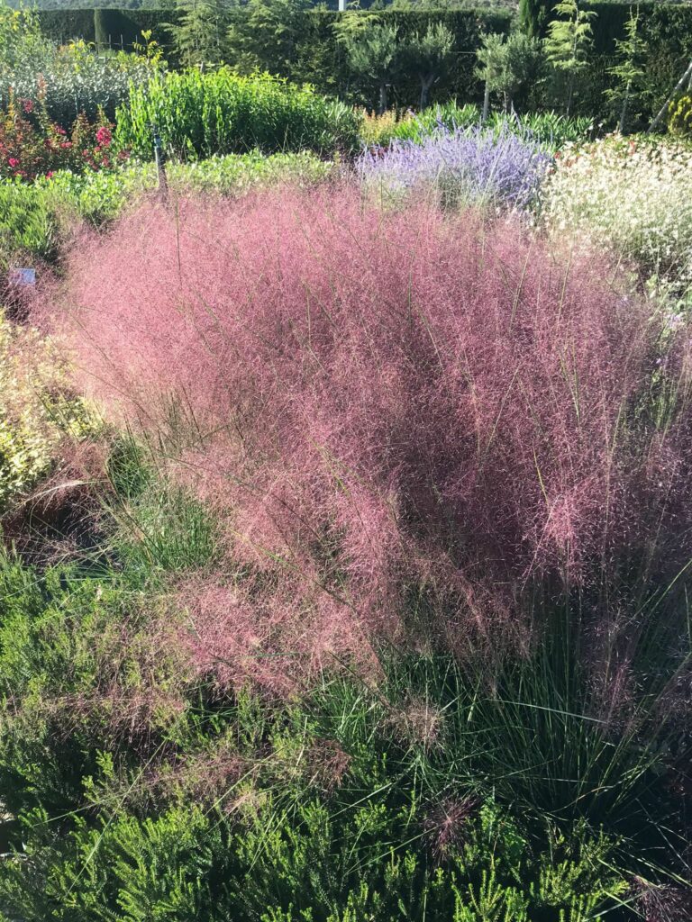 pépinière-vinça-vente-plante-arbres-jardin-fruitiers-fleurs-saison-occitanie