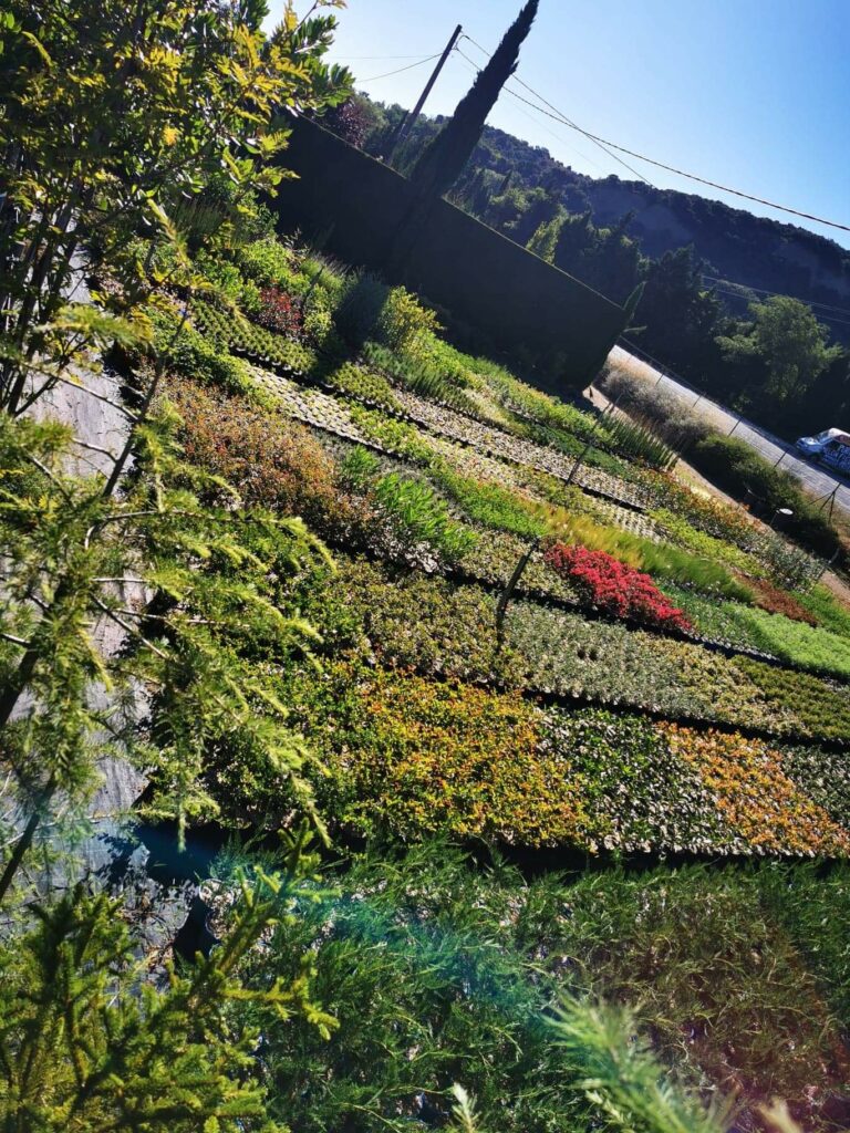 pépinière-vinça-vente-plante-arbres-jardin-fruitiers-fleurs-saison-occitanie