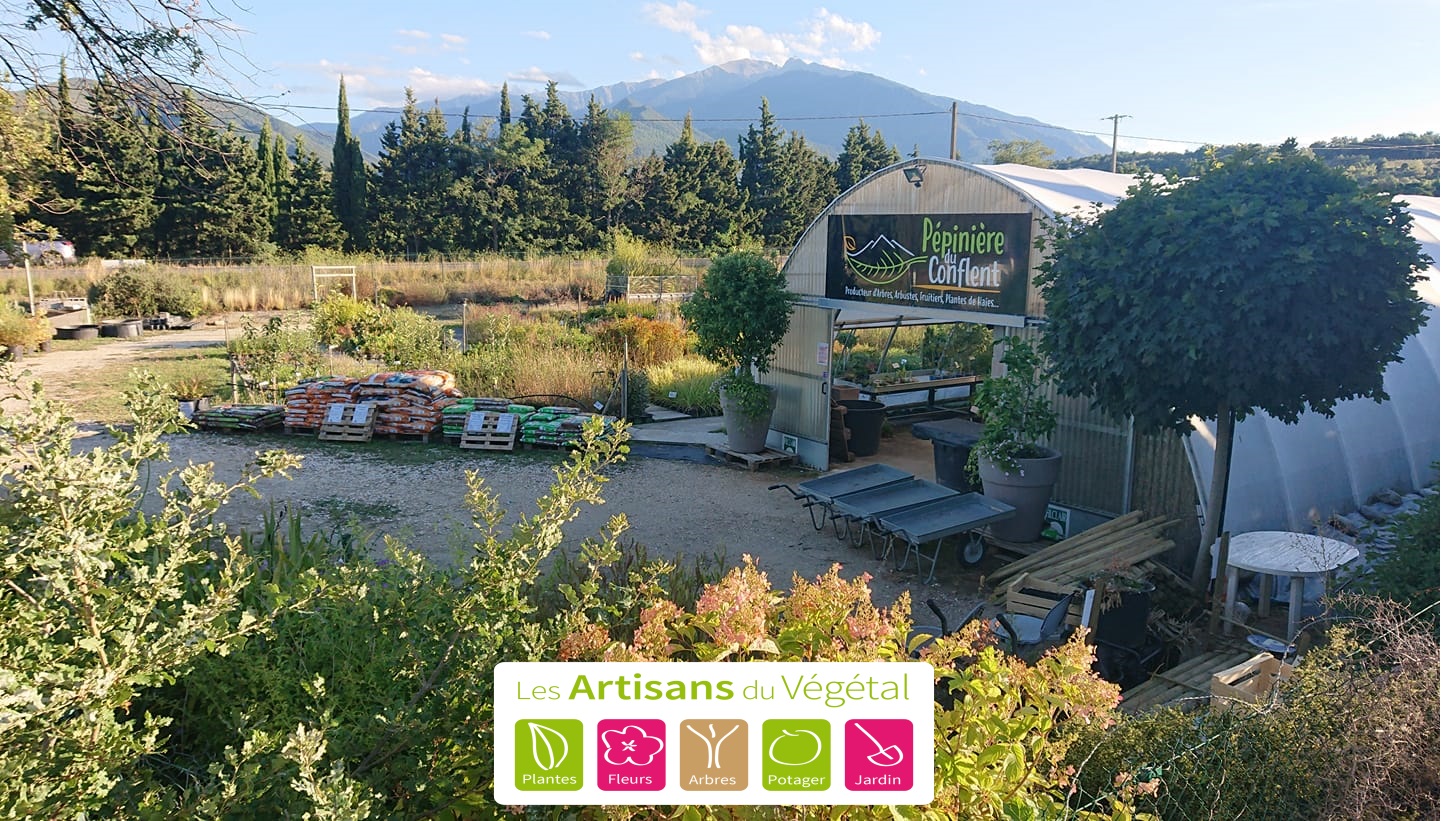 pépinière-vinça-vente-plante-arbres-jardin-fruitiers-fleurs-saison-occitanie