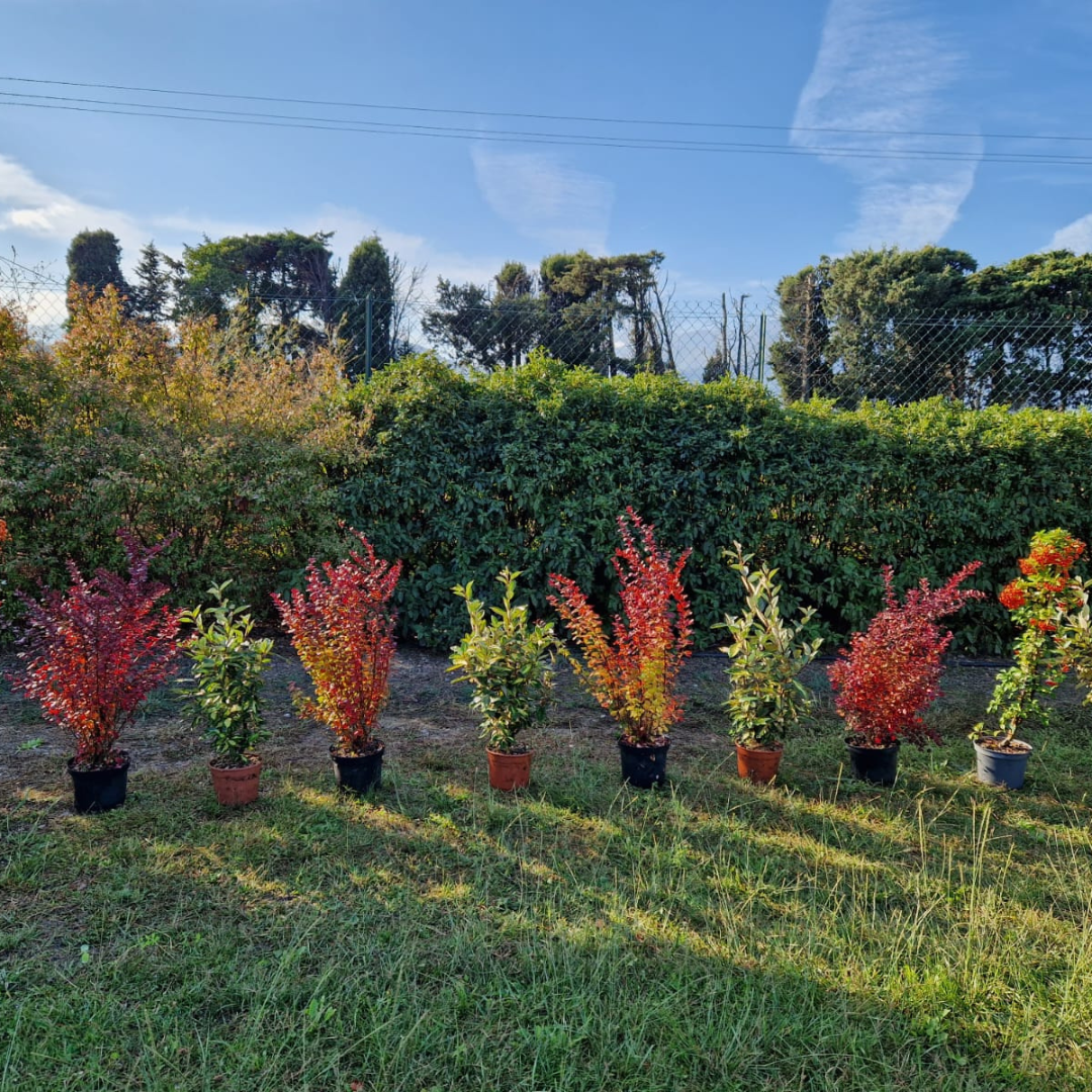 Vente-plantes-arbres-fruitiers-jardin-pépinière-conflent-Vinça-fleurs-saison-aménagement-Occitanie